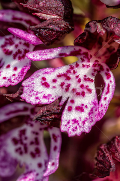 Lady Orchid (Orchis purpurea) Stock photo © digoarpi