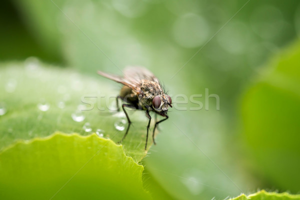 Common Housefly (Fly)  Stock photo © digoarpi