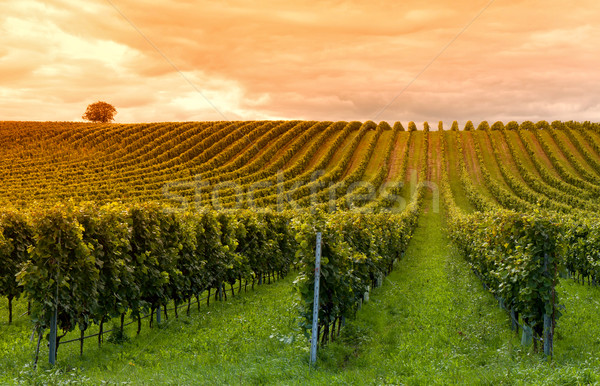 Szőlőtermelés gyönyörű sorok szőlő tájkép gyümölcs Stock fotó © digoarpi
