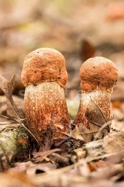 съедобный грибы продовольствие красоту оранжевый красный Сток-фото © digoarpi