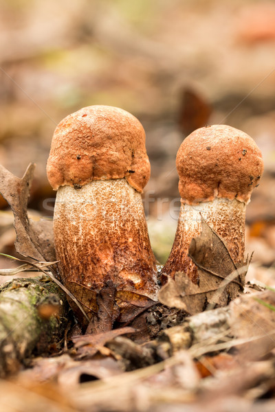 Comestibles champignons alimentaire beauté orange rouge [[stock_photo]] © digoarpi