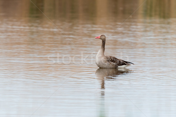 Anser fabalis, Bean Goose, Lower rhine family Stock photo © digoarpi