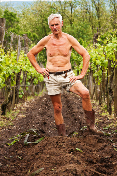 Senior Landwirt ein Weinrebe Wein Landschaft Stock foto © digoarpi