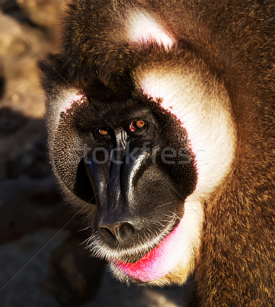 Foto stock: Três · de · um · tipo · macaco · cabelo · retrato · preto · animal