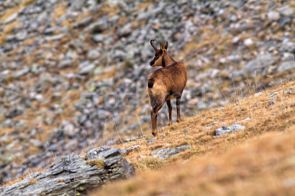 Chamois Stock photo © digoarpi