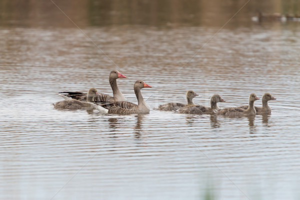 Anser fabalis, Bean Goose, Lower rhine family Stock photo © digoarpi