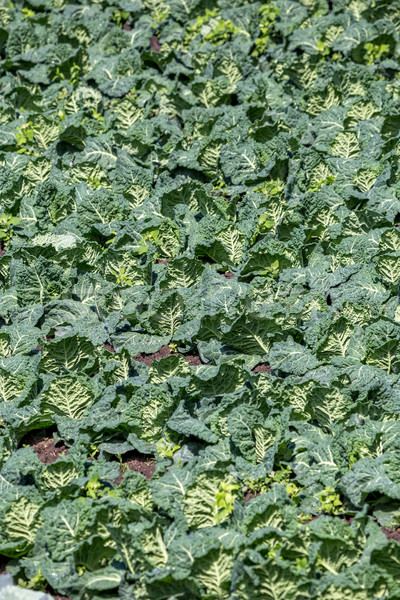 Green kale at spring from the farm Stock photo © digoarpi