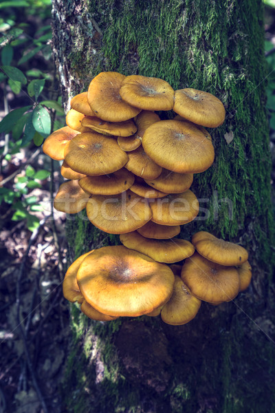 Ringless Honey Fungus (Armillaria tabescens) on the oak trunk of Stock photo © digoarpi