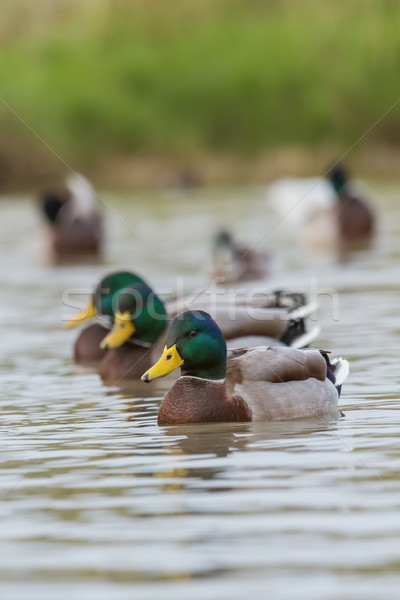 Piękna wody ptaków zielone młodych Zdjęcia stock © digoarpi