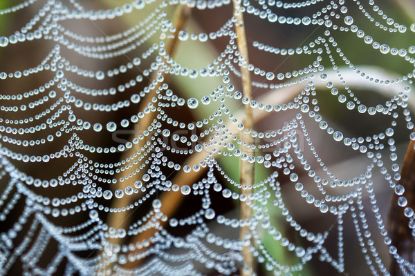 Spider's web Stock photo © digoarpi