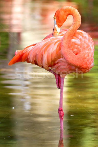 Flamingo Stock photo © digoarpi