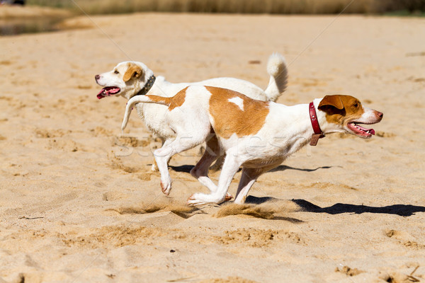 Stok fotoğraf: Köpekler · oynama · kum · bahar · köpek · doğa