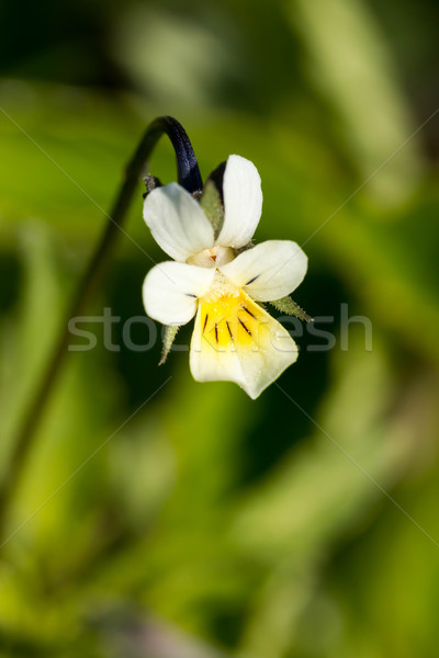 Field Pansy - Viola arvensis Stock photo © digoarpi