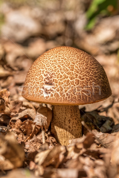 Scaber stalk mushroom (Leccinum scabrum) Stock photo © digoarpi