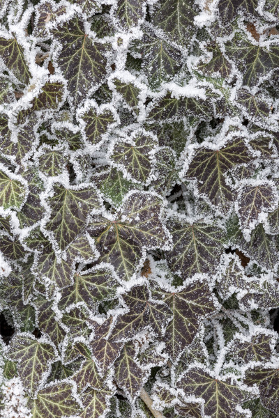 Frozen hedera helix on a cold day Stock photo © digoarpi