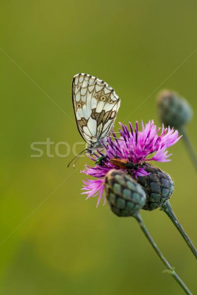 Butterfly  Stock photo © digoarpi