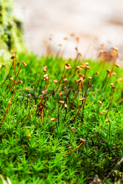 мох красивой текстуры зеленый среде Сток-фото © digoarpi