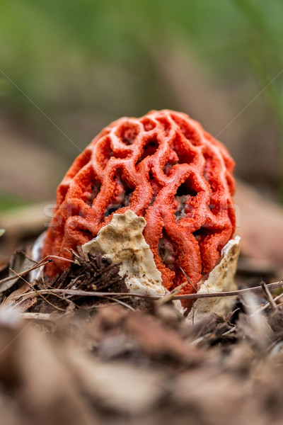 Fungi Stock photo © digoarpi