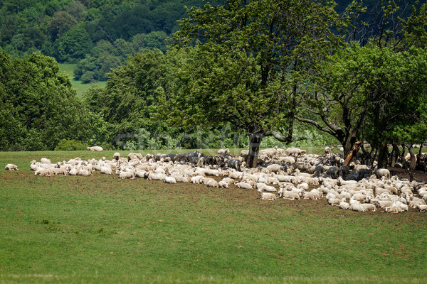 Flock of sheepes Stock photo © digoarpi
