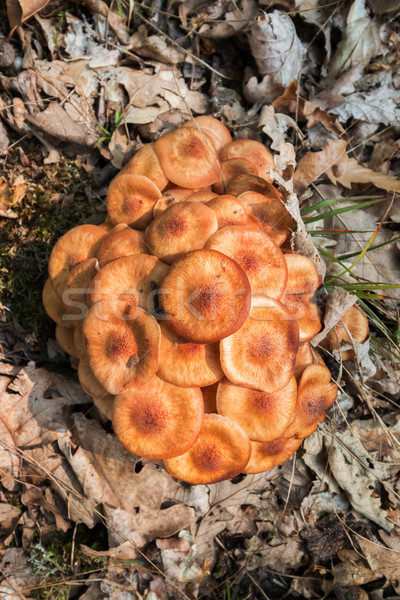 Ringless Honey Fungus (Armillaria tabescens) Stock photo © digoarpi