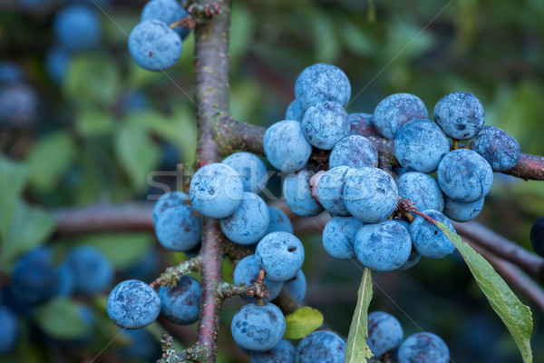 Sloe bush with many fruits Stock photo © digoarpi