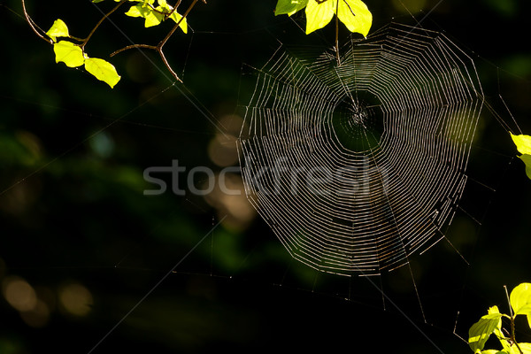 spider's web Stock photo © digoarpi