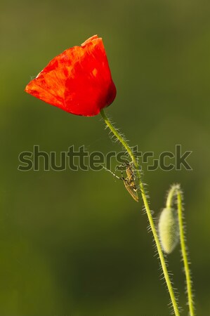 Poppy Stock photo © digoarpi