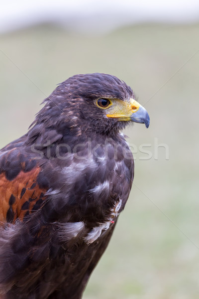 Close up of brown eagle Stock photo © digoarpi