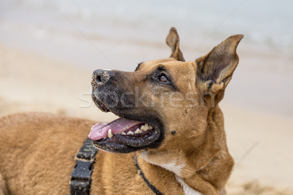 Brązowy pies charakter policji skóry zwierząt Zdjęcia stock © digoarpi