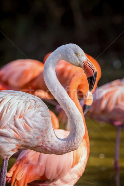 Pretty flamingo up close shot Stock photo © digoarpi