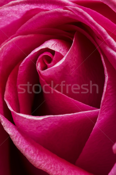 Rose Stock photo © digoarpi