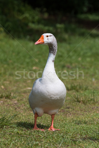 Beautiful goose portrait Stock photo © digoarpi