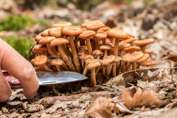 Mel fungo floresta natureza paisagem grupo Foto stock © digoarpi