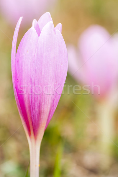 Stock photo: Flower