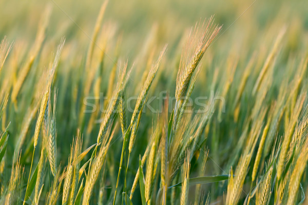 Granen veld zonsondergang licht voedsel zomer Stockfoto © digoarpi