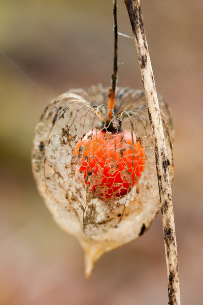 Vessie cerise belle fruits fond hiver [[stock_photo]] © digoarpi