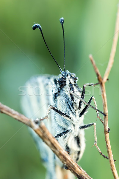 Butterfly Stock photo © digoarpi