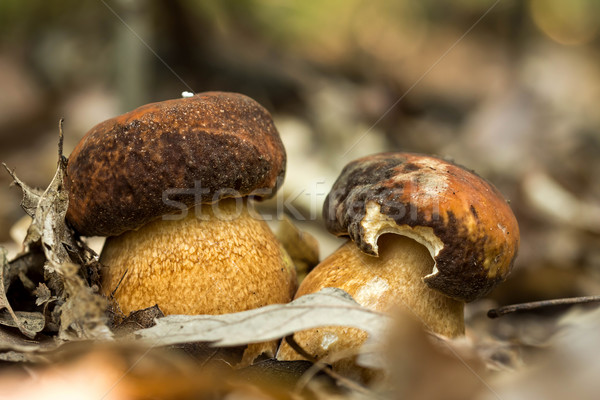 Porcini fungi on the litter Stock photo © digoarpi
