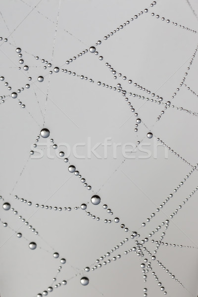 Beautiful spider's web with drops at the morning Stock photo © digoarpi
