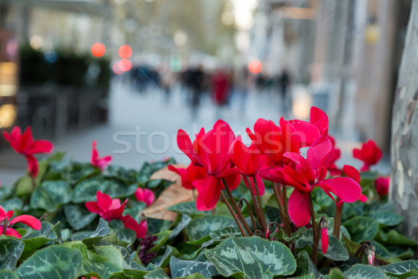 Fiori rossi strada fiore foglia sfondo Foto d'archivio © digoarpi