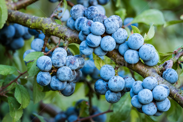 Sloe bush with many fruits Stock photo © digoarpi