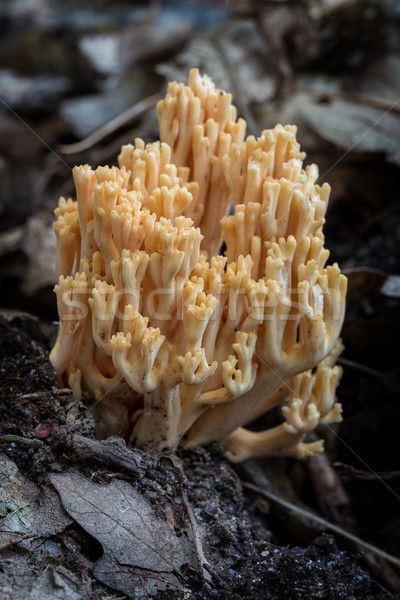 Coral mushroom close-up (Ramaria flava) Stock photo © digoarpi