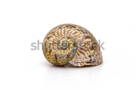 Mer escargot obus belle brun plage [[stock_photo]] © digoarpi