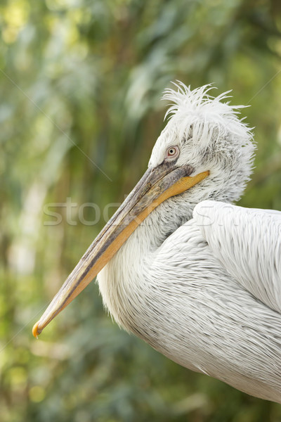 Dalmatian Pelican  Stock photo © digoarpi