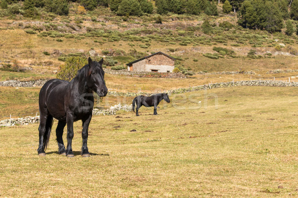 Cavalli nero costruzione cavallo panorama Foto d'archivio © digoarpi