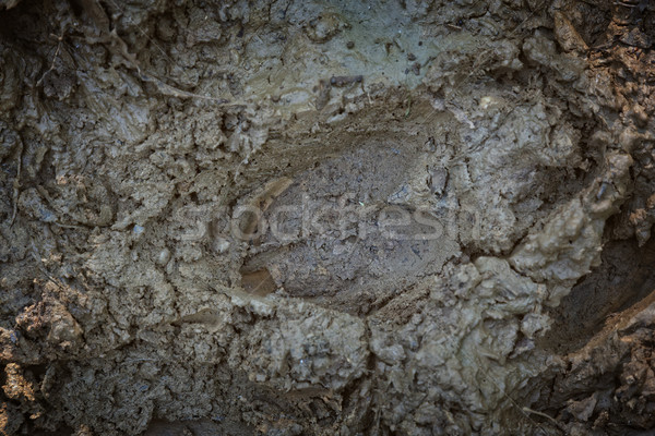 Rood herten voetafdruk modder zand dier Stockfoto © digoarpi