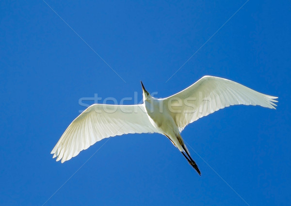 Great White Egret Stock photo © digoarpi