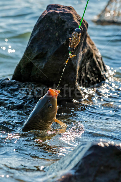 Fighting a Common carp (Cyprinus carpio) on a fishing line. Stock photo © digoarpi