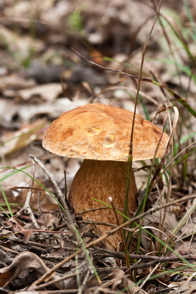 Porcini fungi (Boletus edulis) Stock photo © digoarpi