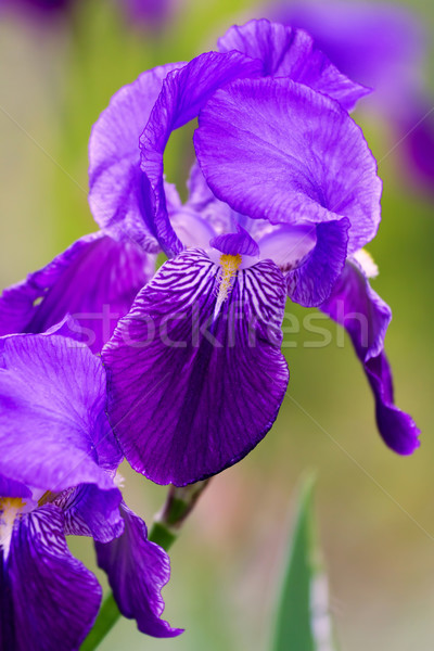 Gladiolus  Stock photo © digoarpi